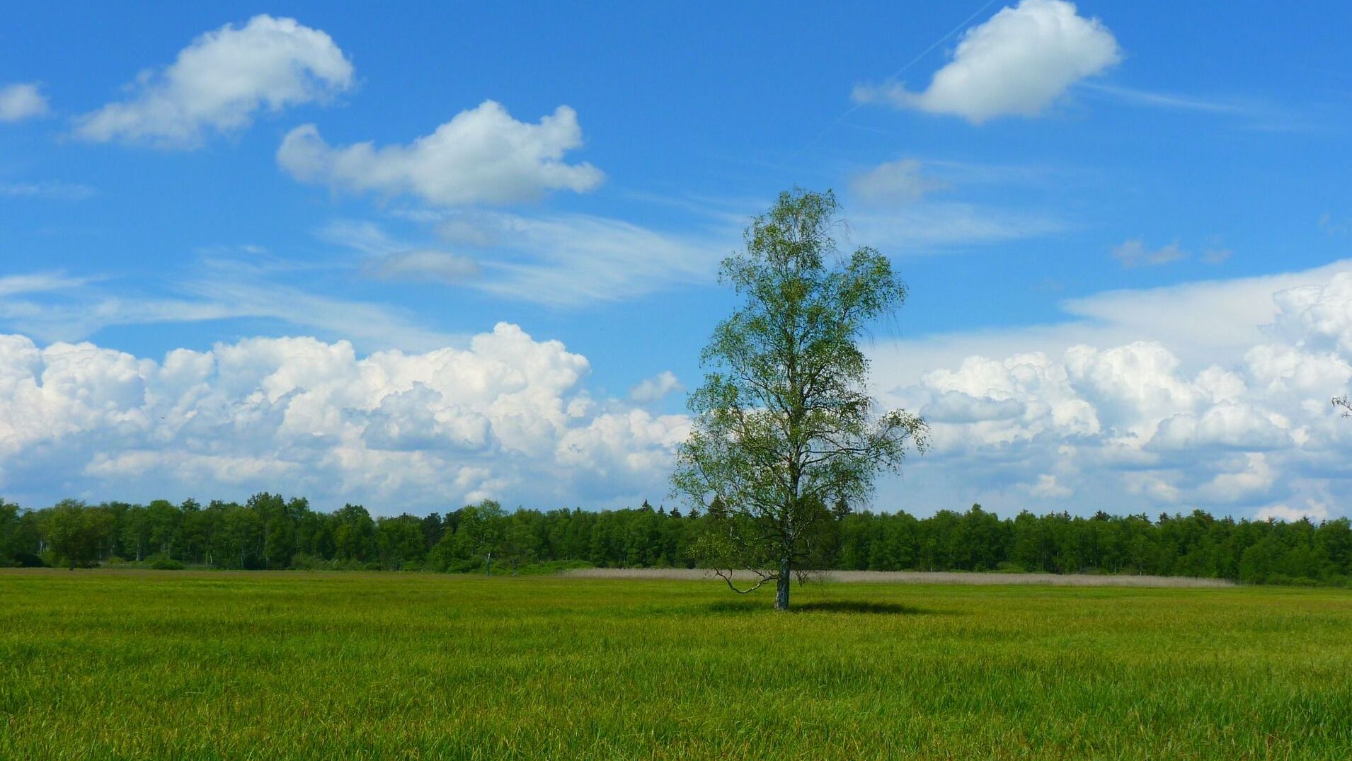 Wie hoch ist dieser Baum? Finde es heraus! (Bild: Pixabay)