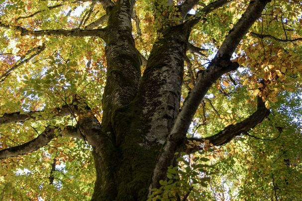 Stadtbäume sind von zentraler Bedeutung für Klimawandelanpassung und den Erhalt der Biodiversität in Siedlungsräumen. (Fotografin: Sonja Kreil)